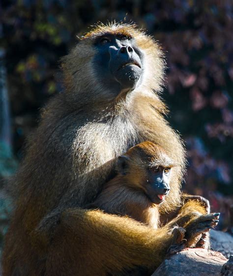 Free Images : wildlife, love, young, kiss, mammal, fauna, primate ...