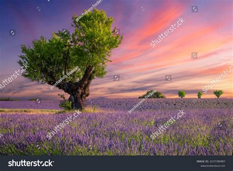 Lavender Field Sunset Near Valensole France Stock Photo 2237390987 ...