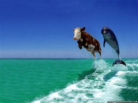 Animals, Birds, Creatures | Wild Life & Sea Side: Funny Animal Pictures