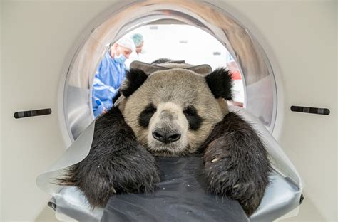 Captive breeding in giant pandas – Bridging between innovative ART and ...