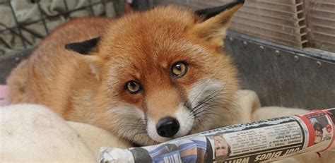 Why You Should Get a Fox As a Pet