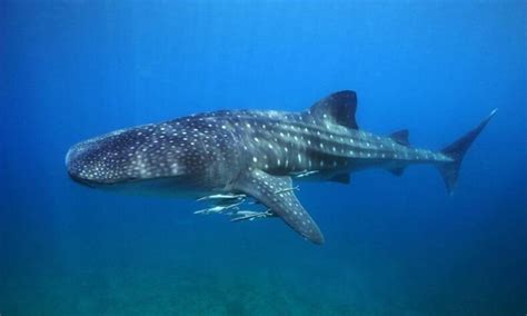 Close Encounters: Swimming with Whale Sharks in the Philippines | Blog ...