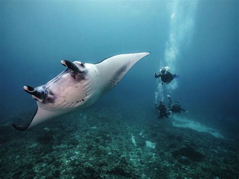 7 Rare Ocean Animals: Where to See Incredible Marine Species