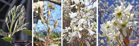 Serviceberry, Amelanchier spp. – Wisconsin Horticulture