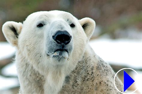 Live Polar Bear Webcam | Alaska Zoo | Anchorage | Alaska