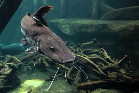 12 of the Best Types of Catfish for Aquariums | RODI Water Delivery