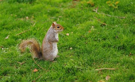 Best Tips for Baby Squirrel Care – Petsmont