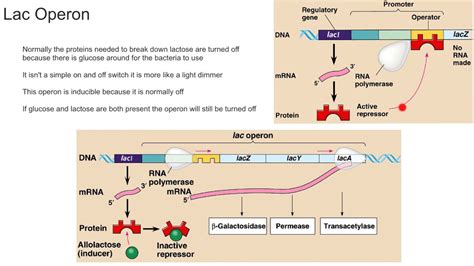 Lac Operon - YouTube