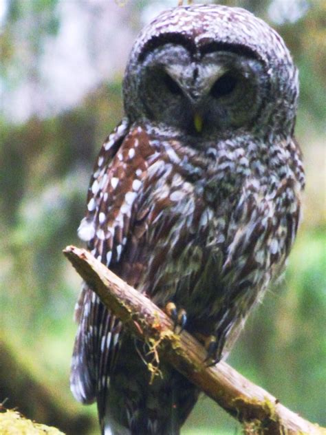 Geotripper's California Birds: A Barred Owl in the Hoh Rainforest, Olympic National Park