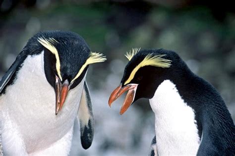 Snares-crested Penguin – "OCEAN TREASURES" Memorial Library