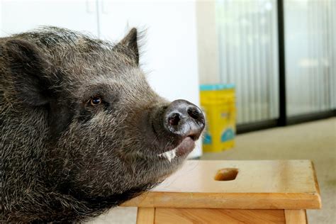 Pig Training — Empowered Animals Behavior and Training