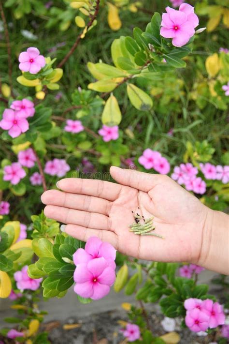 Seed of Catharanthus Roseus in Hand. Stock Photo - Image of white, green: 32666828