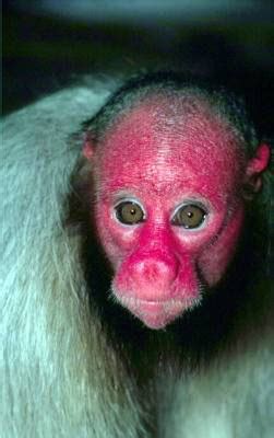 World Most Ugly Monkey Pictures | Ugly Pets