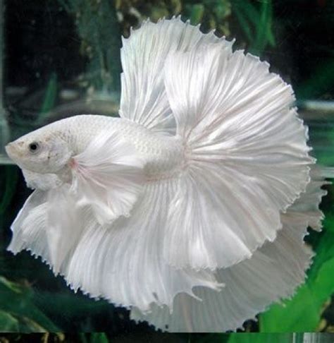 Pin by plumeria on 自然 | Betta fish, Pet fish, Betta fish types