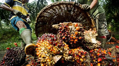 Indonesia: Sustainable Palm Oil | United Nations Development Programme