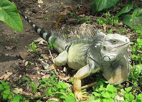 Iguana iguana - Wikipedia