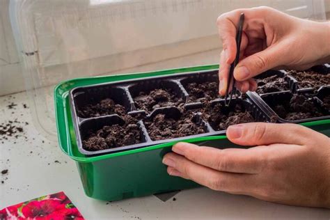 How to Propagate Petunias from Seed | Gardener’s Path