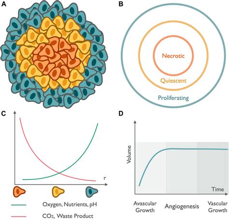 Frontiers | Kinetics of Nanomedicine in Tumor Spheroid as an In Vitro Model System for Efficient ...