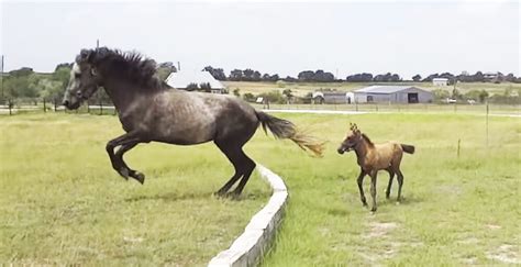 When This Baby Horse Can’t Make The Jump, He Almost Gives Up. But When Mom Does This? Adorable!