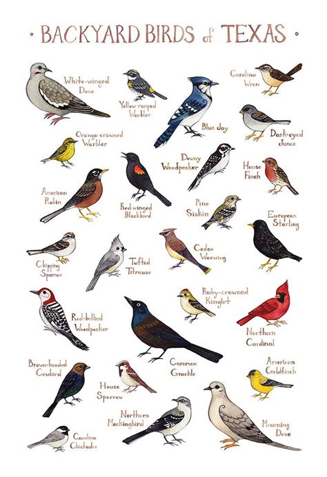 Texas Backyard Birds Field Guide Art Print