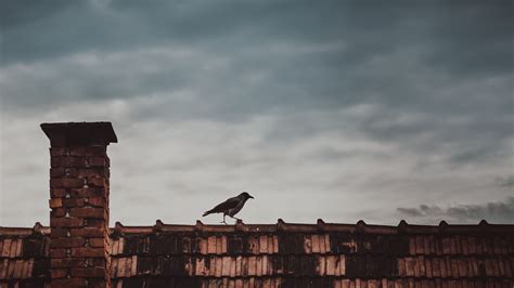 Download wallpaper 3840x2160 roof, bird, magpie 4k uhd 16:9 hd background