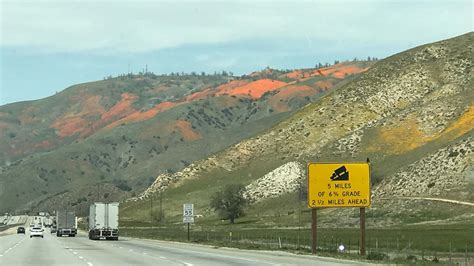 California wildflowers dazzle landscape along the Grapevine - ABC7 Los ...