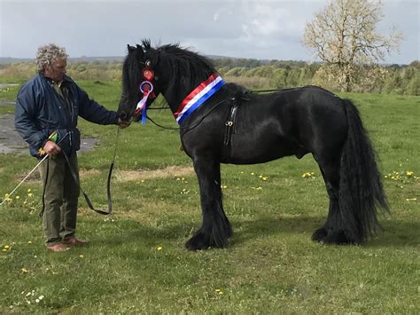 Quality on view at Dales Pony Society spring show - Country Life - Teesdale Mercury