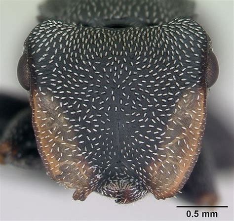 Key to Cephalotes Species - AntWiki