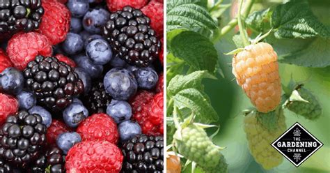 List of Types of Berries - Gardening Channel