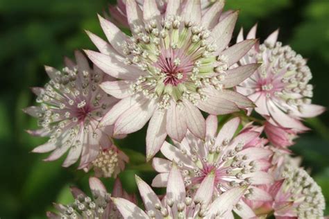 Mastering the Art of Astrantia Gardening: A Guide to Exquisite Varieties - The Grassy Root