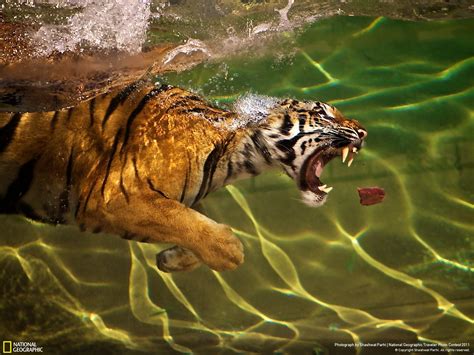 Hungry tiger goes for a swim to grab a piece of meat [Amazing Photo of the Day] | dotTech