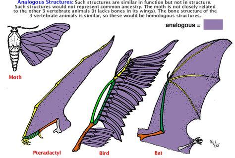 vestigial wings - Google Search | Geologic time scale, Example, Have ...