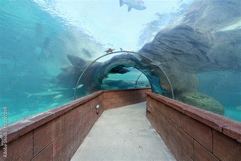 Aquarium Tunnel Stock Photo | Adobe Stock