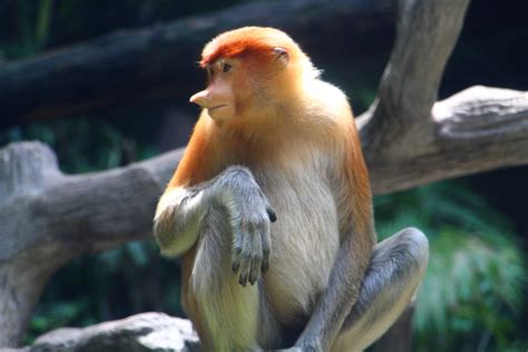 Proboscis Monkey (female) - ZooChat