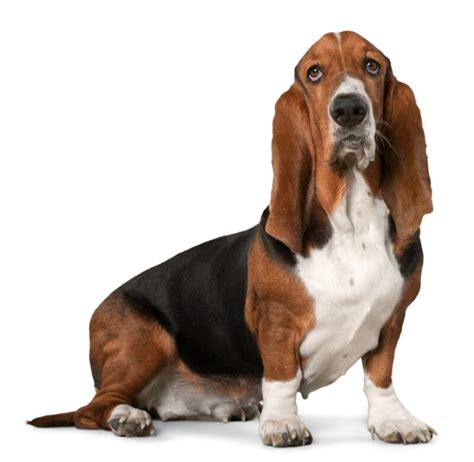 Bassett Hound - Dog Breed Bio from Alldogboots | Alldogboots Blog