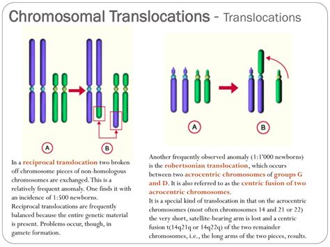 PPT - Human Karyotypes and Chromosomes Behavior PowerPoint Presentation - ID:3394845