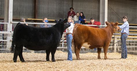 Livestock show preparation: Biosecurity to prevent/reduce the spread of disease | Oklahoma State ...