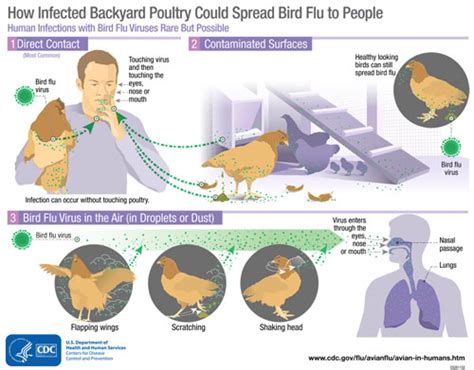 Avian influenza (Bird Flu) - Public Health