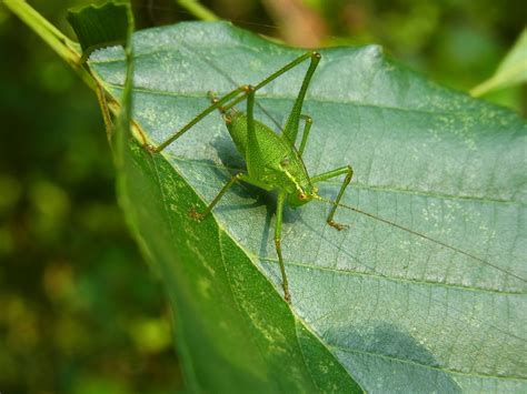 Insects That Look Like Plants