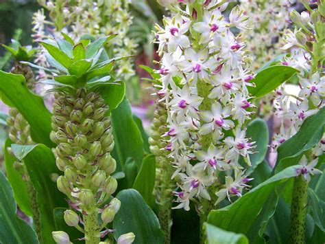 Eucomis bicolor (King's Flower, Pineapple Lily) | North Carolina Extension Gardener Plant Toolbox