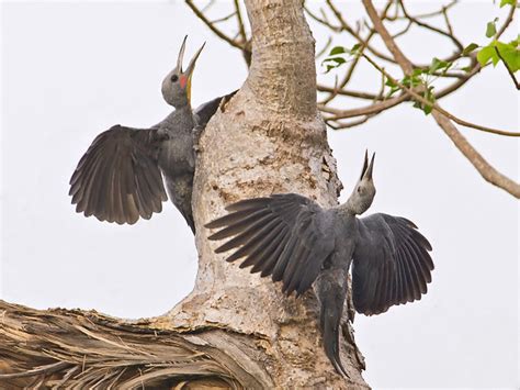 Great Slaty Woodpecker