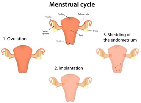 Natural Menstrual Cramp Remedies: Severe Menstrual Cramp Treatment ...