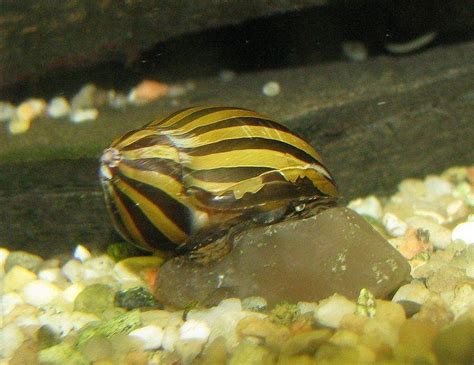 ⊛ CARACOL CEBRA 【 Guía de Cuidados en el Acuario