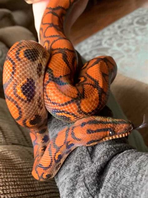 15 Cool Rainbow Boa Morphs With Pictures