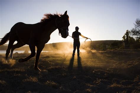 Learn the Basics of Training Your Horse