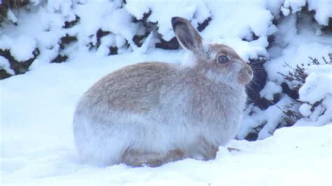 Mountain hare: fleet-footed and fantastically furry | Arc guiding Blog