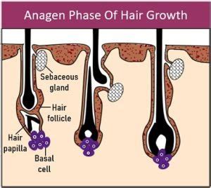 Anagen Phase of Hair Growth - Definition, Process and Time Duration - Biology Reader