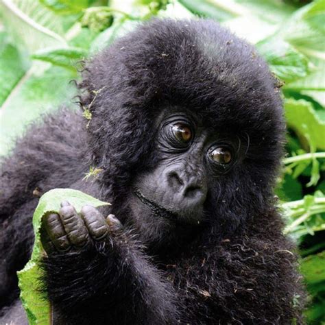 Eastern Gorilla - Endangered Species - Endangered Wonders