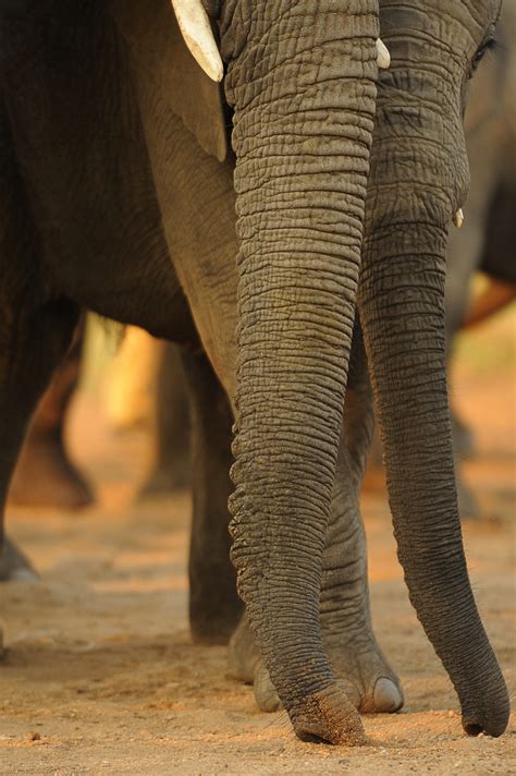 Are There Really 150,000 Muscles in an Elephant’s Trunk? | All Your Elephant Trunk Questions ...