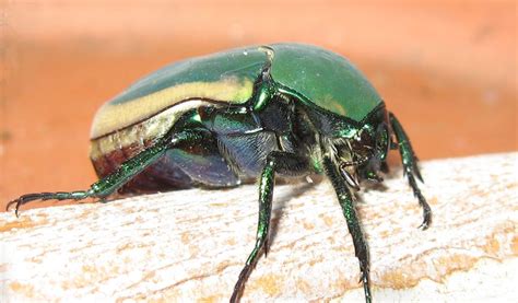 Green Scarab Beetle - Facts, Informatiion & Pictures